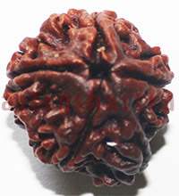 5 mukhi 2495 22mm